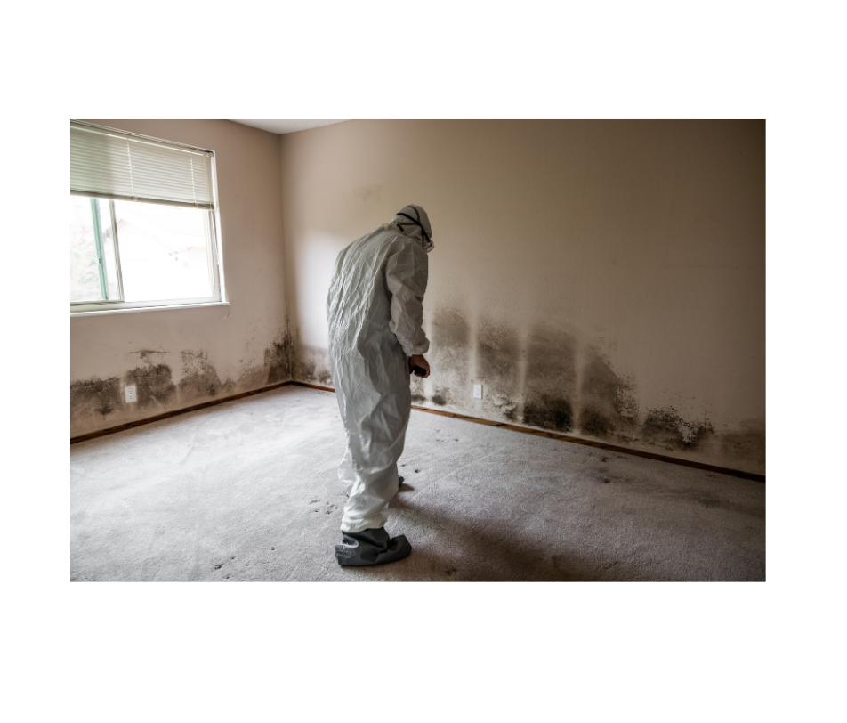 Mold damage restoration